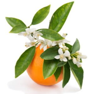 Orange Blossom: kompozycja zapachowa / olejek zapachowy 100%