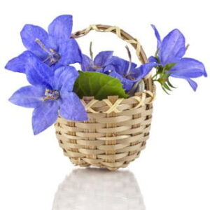 Bluebell Walk: kompozycja zapachowa / olejek zapachowy 100%