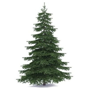 Blue Spruce: kompozycja zapachowa / olejek zapachowy 100%