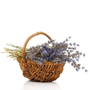 Lavender Woods: kompozycja zapachowa / olejek zapachowy 100%