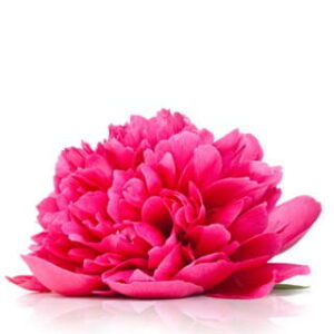 Peony & Orange Blossom: kompozycja zapachowa / olejek zapachowy 100%