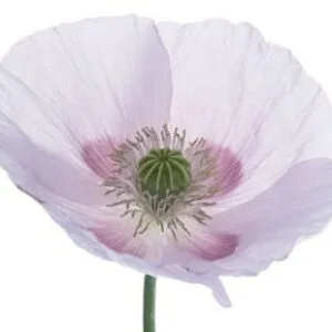 Olej z nasion maku (papaver orientale)