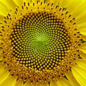 Olej słonecznikowy (helianthus annuus) nierafinowany eko