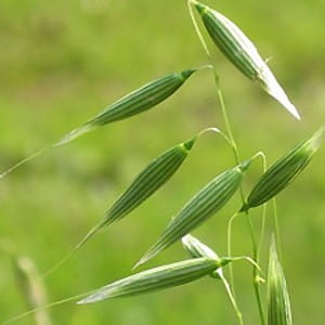 Jedwab owsiany (oat silk)