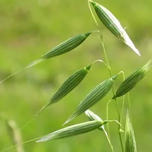 Jedwab owsiany (oat silk)