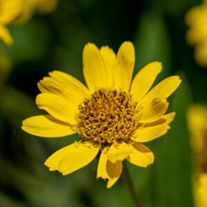 Olej z arniki (arnica montana) macerat
