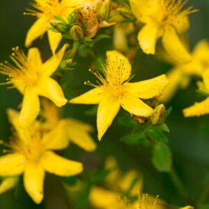 Olej z dziurawca (hypericum perforatum) macerat