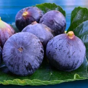 Olej figowy (ficus carica) nierafinowany