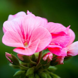 Hydrolat z geranium eko