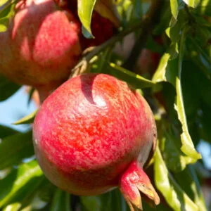 Olej z pestek granatu (punica granatum) nierafinowany eko