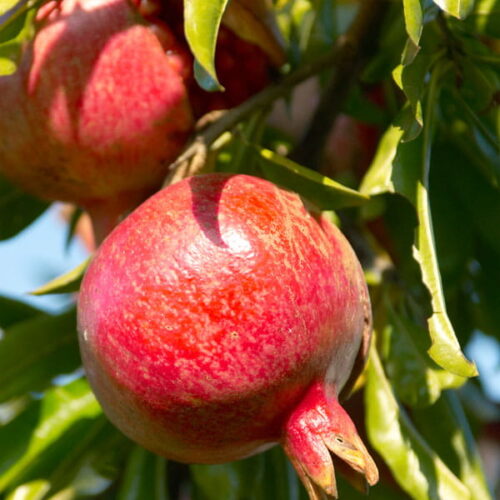 Olej z nasion granatu (punica granatum) nierafinowany