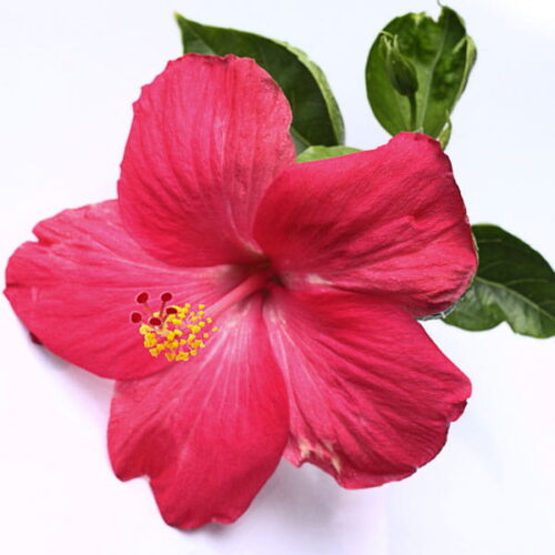 Hibiscus: kompozycja zapachowa / olejek zapachowy 100%