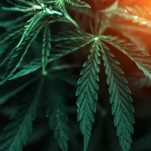 Olej konopny nierafinowany (cannabis sativa) nierafinowany