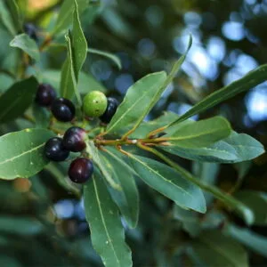 Olej laurowy (laurus nobilis) nierafinowany