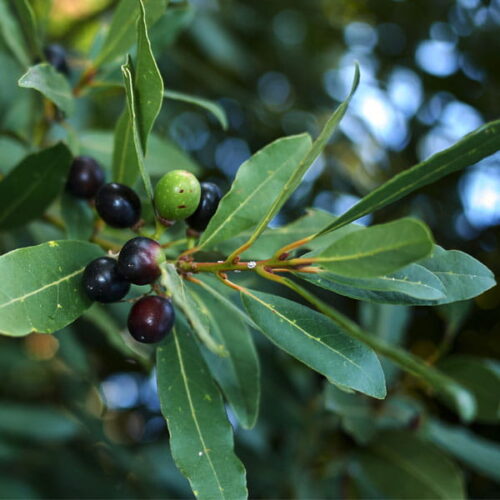 Olej laurowy (laurus nobilis) nierafinowany