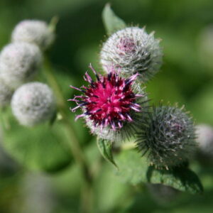 Olej łopianowy (arctium tomentosum) macerat