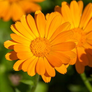 Olej nagietkowy (calendula officinalis) macerat