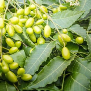 Olej z miodli indyjskiej (azadirachta indica) nierafinowany eko