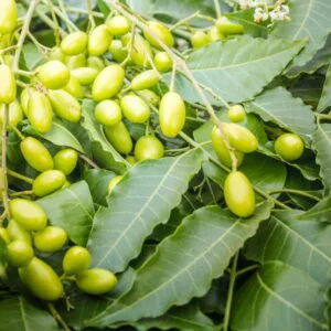 Olej z miodli indyjskiej (azadirachta indica) nierafinowany eko