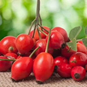 Olej z dzikiej róży (rosa canina) nierafinowany czerwony eko