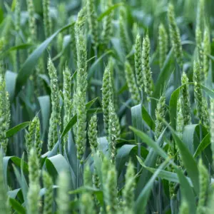 Olej z kiełków pszenicy, tłoczony na zimno, nierafinowany