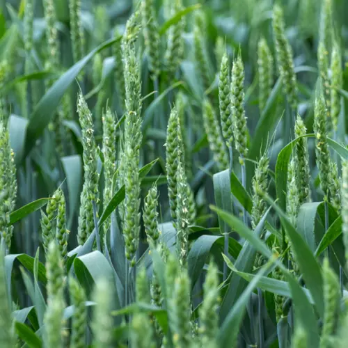 Olej z kiełków pszenicy, tłoczony na zimno, nierafinowany