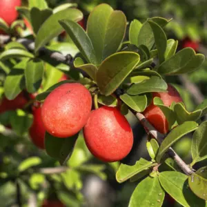 Olej z dzikiej śliwki (ximenia americana) nierafinowany