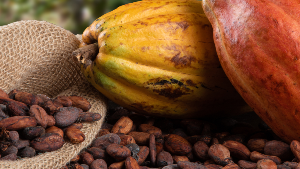 Owoce kakao i ziarna kakaowe, z których wytwarzane jest masło kakaowe
