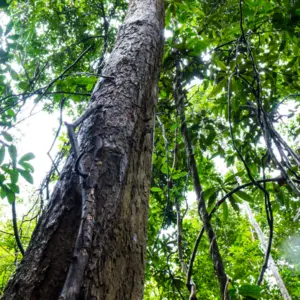 Olejek z drzewa różanego (Aniba rosaeodora)