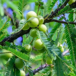 Owoce amli, z których otrzymuje się macerat - olejek z owoców amli, doskonały do włosów i skóry