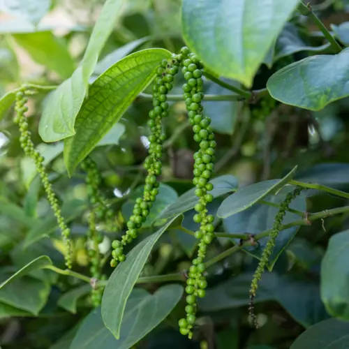 zielony_pieprz olejek z zielonego pieprzu. Naturalny olejek eteryczny destylowany parą wodną z owoców pieprzu