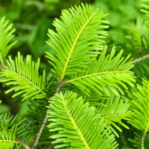 Olejek eteryczny z jodły pospolitej (Abies alba)