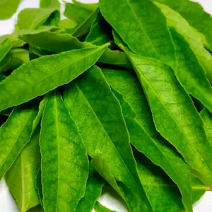 Olejek z liści curry pozyskiwany jest ze świeżych liści drzewa curry (Murraya koenigii (L.) Spreng.)