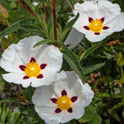 Olejek labdanum, czystek ladanowy (Cistus ladanifer), absolut