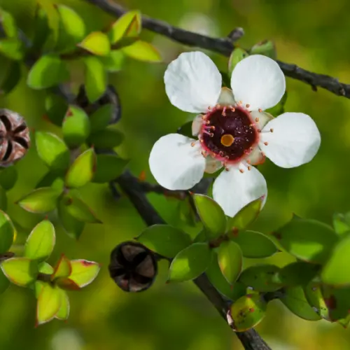petersoni Olejek cytrynowego drzewa herbacianego otrzymuje się poprzez destylację parową świeżych liści rośliny Leptospermum petersonii z rodziny mirtowatych (Myrtaceae)