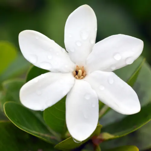 tiare Olejek z gardenii (Gardenia taitensis), absolut