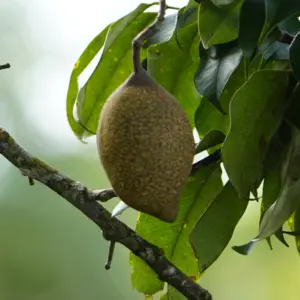 Tonkowiec wonny (Dipteryx odorata). Z jego nasion (fasoli tonka) otrzymuje się aromatyczny olejek tonka.